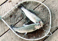 Trout Fishing on Lake Taneycomo