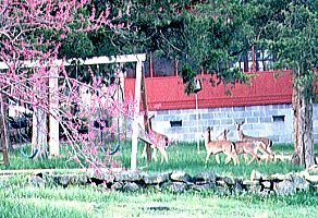 Branson Resorts - Deer at Cloud Nine Resort