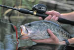 Caught Bass