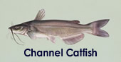 Channel Catfish