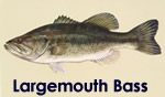 Largemouth Bass