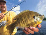 Panfish