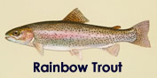 Rainbow Trout