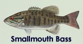 Smallmouth Bass