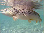 Underwater Brown Trout