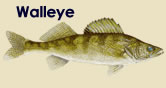 Walleye