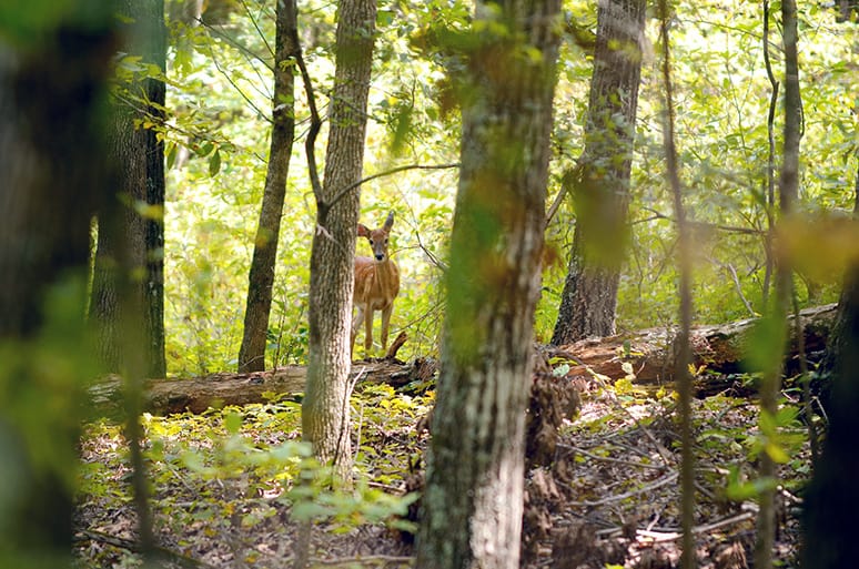 Hiking Trails in Branson, MO