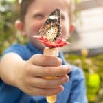 Feeding a butterfly!