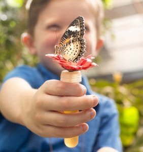 Feeding a butterfly!