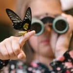 The butterflies are gorgeous!