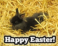 Easter Sunday