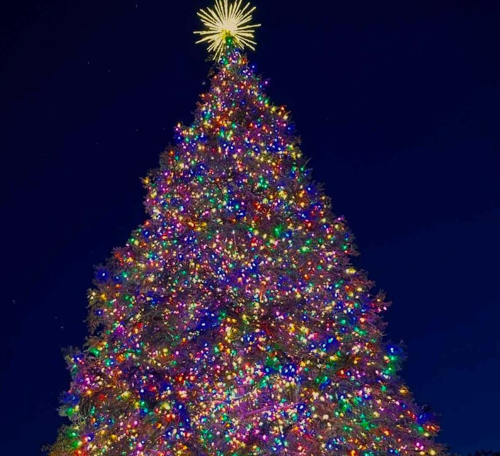 christmas_trees_in_branson_missouri