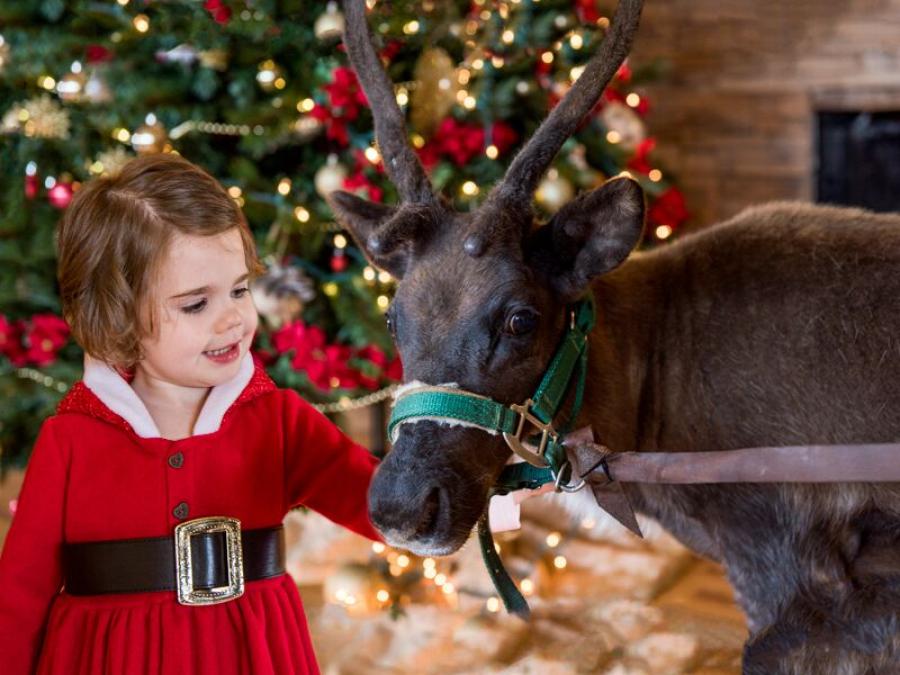 Promised Land zoo Christmas