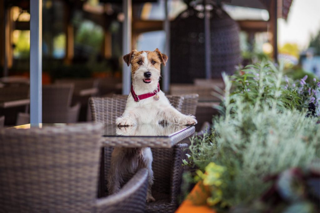 Branson MO Hotels with Pets Branson Missouri Pet friendly