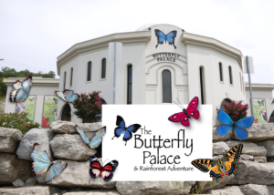 Branson Butterfly Palace