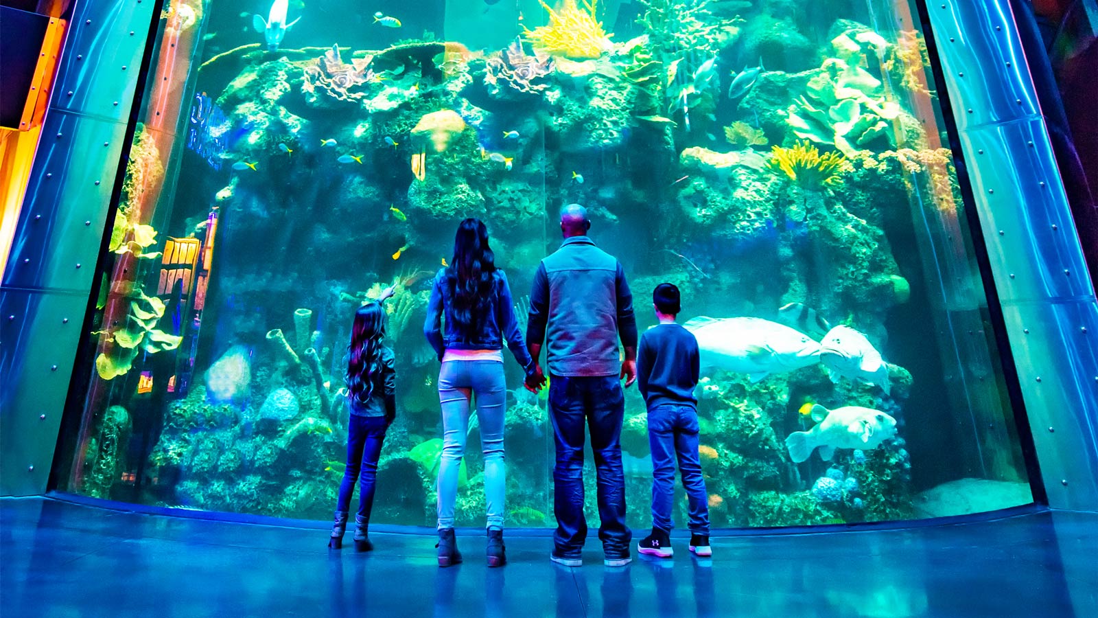 Branson Aquariums to Visit This Year Branson, Missouri