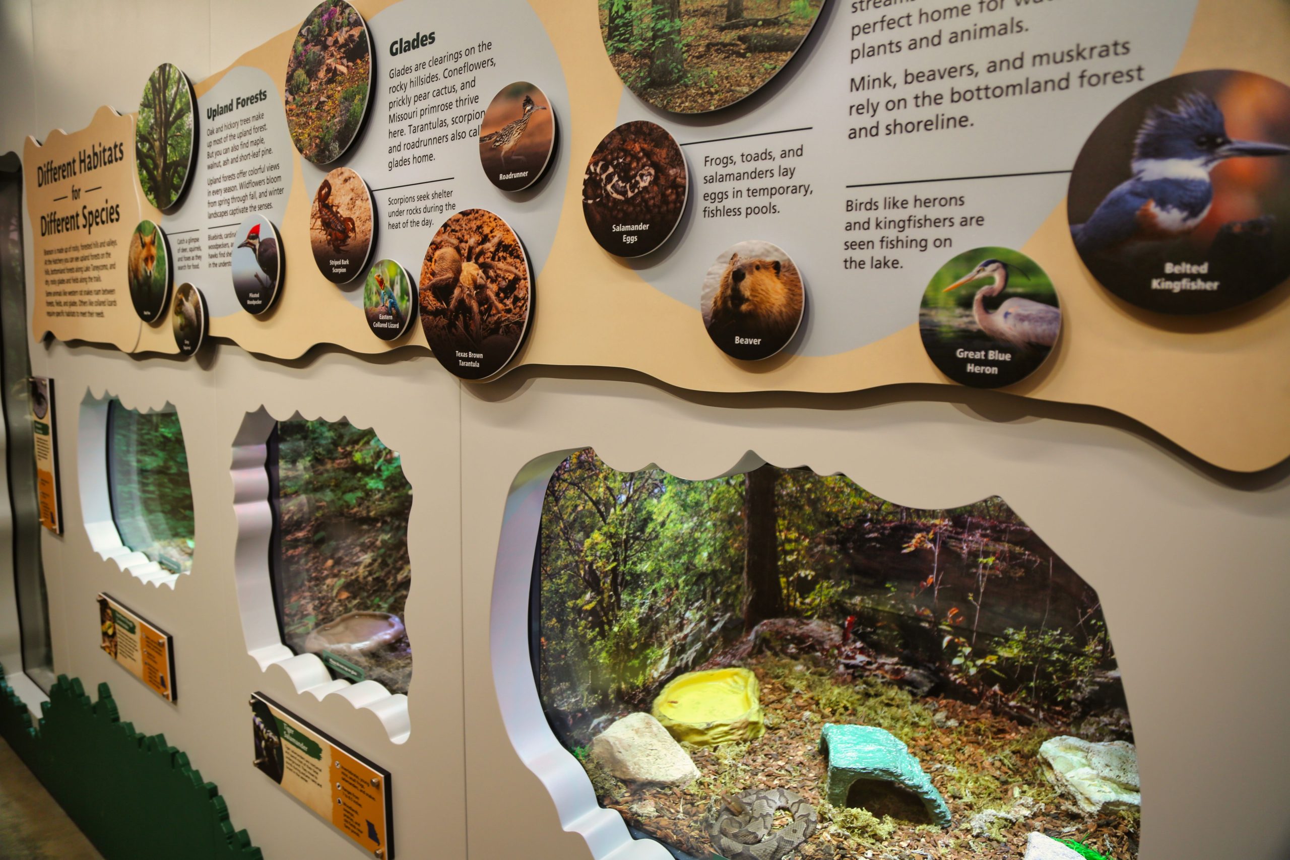 shepherd-of-the-hills-fish_hatchery_branson_mo